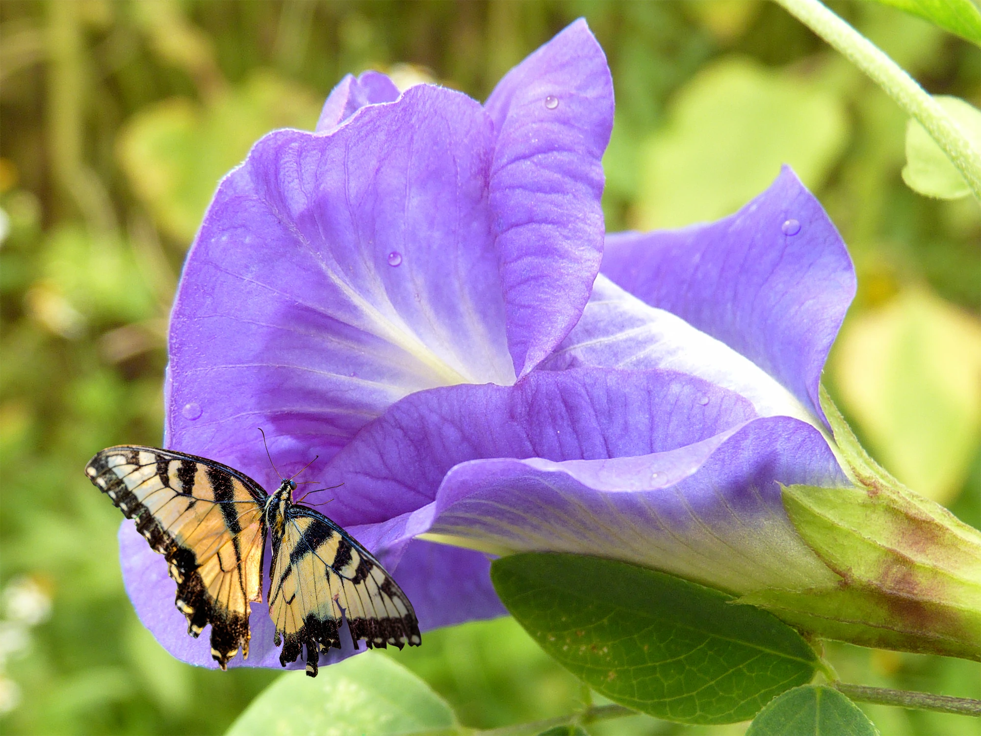 Layered Nature: Building a Macro Wildlife Scene gallery image