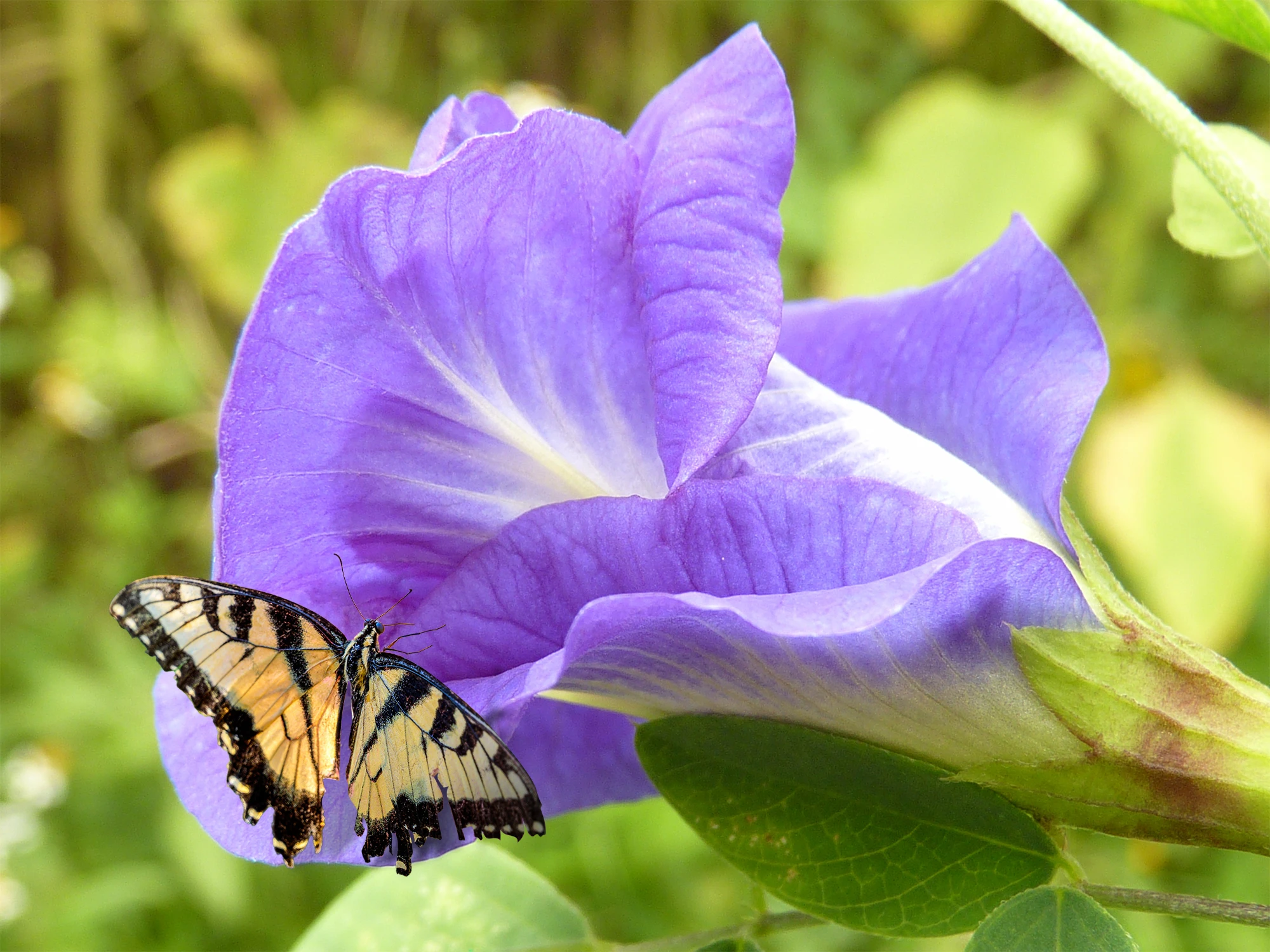 Layered Nature: Building a Macro Wildlife Scene gallery image