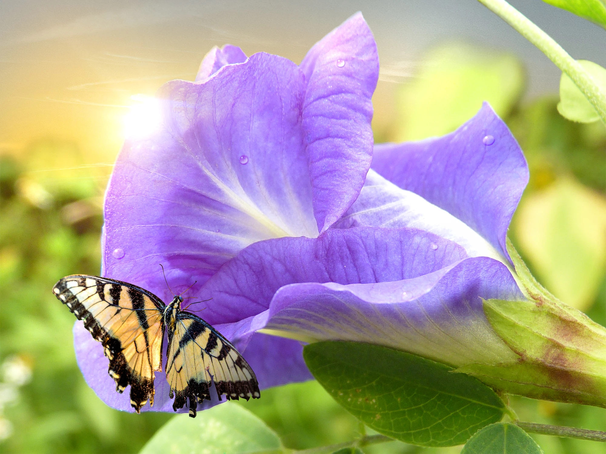 Layered Nature: Building a Macro Wildlife Scene gallery image
